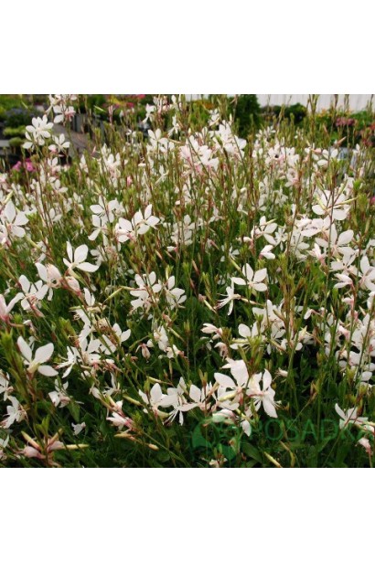 Гаура Ліндхеймера з довгими квітконосами